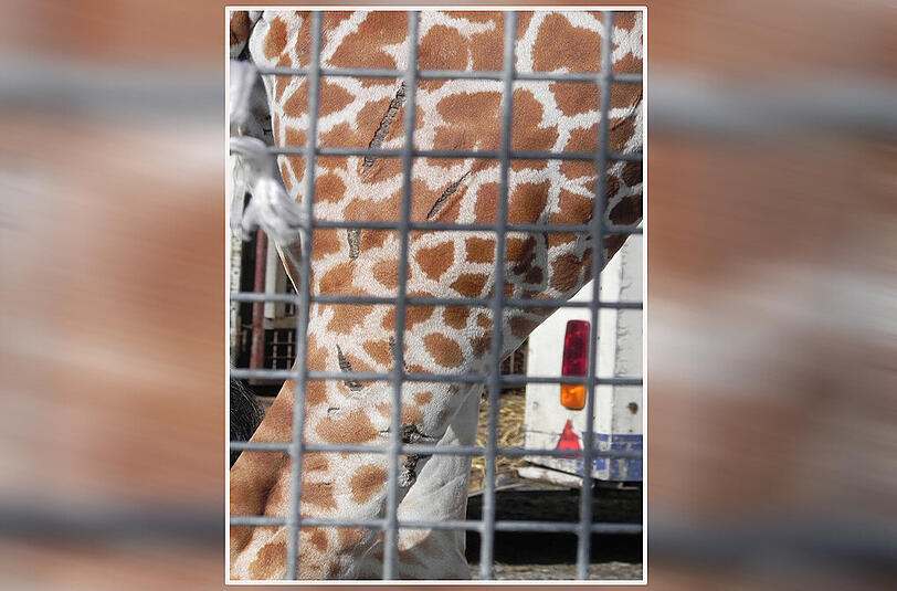Tiefe Wunden: Die Tierrechtsorganisation PETA zeigt Fotos von einer vernarbten Giraffe, die zum Circus Voyage gehört.