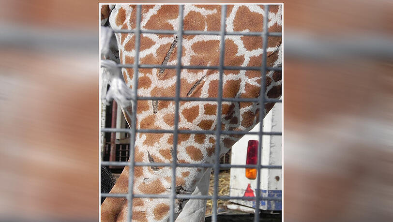 Tiefe Wunden: Die Tierrechtsorganisation PETA zeigt Fotos von einer vernarbten Giraffe, die zum Circus Voyage gehört. Tiefe Wunden: Die Tierrechtsorganisation PETA zeigt Fotos von einer vernarbten Giraffe, die zum Circus Voyage gehört.