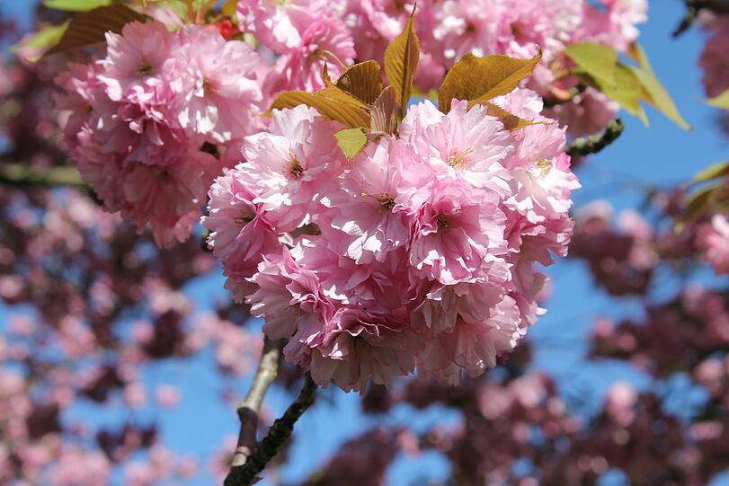 Der Frühling ist da.