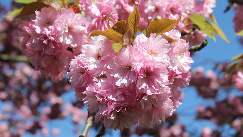 Der Frühling ist da. Der Frühling ist da.