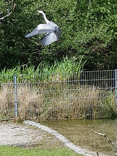... ein Reiher ...