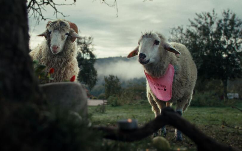 Die mehrfach preisgekrönte ZDF-Serie "Sheep" setzt echte Schafe in Szene, deren Mundbewegungen für die Dialoge animiert wurde. Oliver (Merlin Sandmeyer) und Lara (Birgit Minichmayr) trauern um einen Verlust. Die mehrfach preisgekrönte ZDF-Serie "Sheep" setzt echte Schafe in Szene, deren Mundbewegungen für die Dialoge animiert wurde. Oliver (Merlin Sandmeyer) und Lara (Birgit Minichmayr) trauern um einen Verlust.