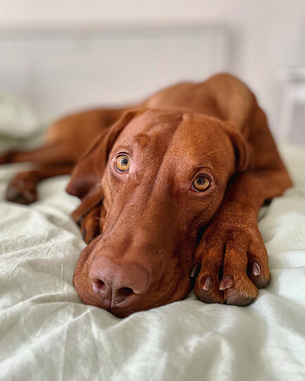 Mocha
