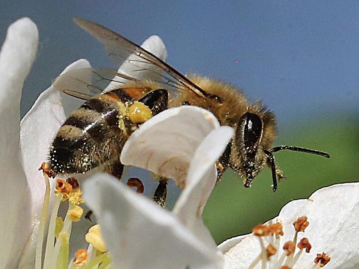 Die Umweltminister der Länder wollen die Bundesregierung zu einer Kampagne für insektenfreundliche Privatgärten bewegen.