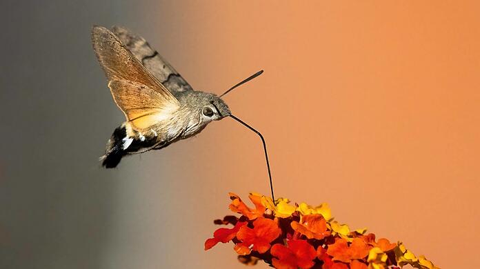 Sie werden gerne mit Kolibris verwechselt: Ein Nektar fressendes Taubenschwänzchen fliegt eine Blüte an.