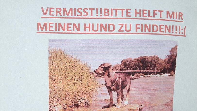 Der junge Hund ist erst drei Monate alt... Der junge Hund ist erst drei Monate alt...