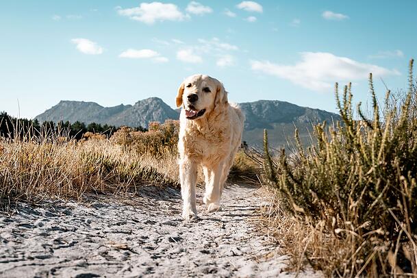 Golden Retriever sind wegen ihrer Hüftprobleme nicht als Partner für Wandertouren geeignet. Golden Retriever sind wegen ihrer Hüftprobleme nicht als Partner für Wandertouren geeignet.