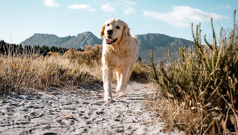 Golden Retriever sind wegen ihrer Hüftprobleme nicht als Partner für Wandertouren geeignet.