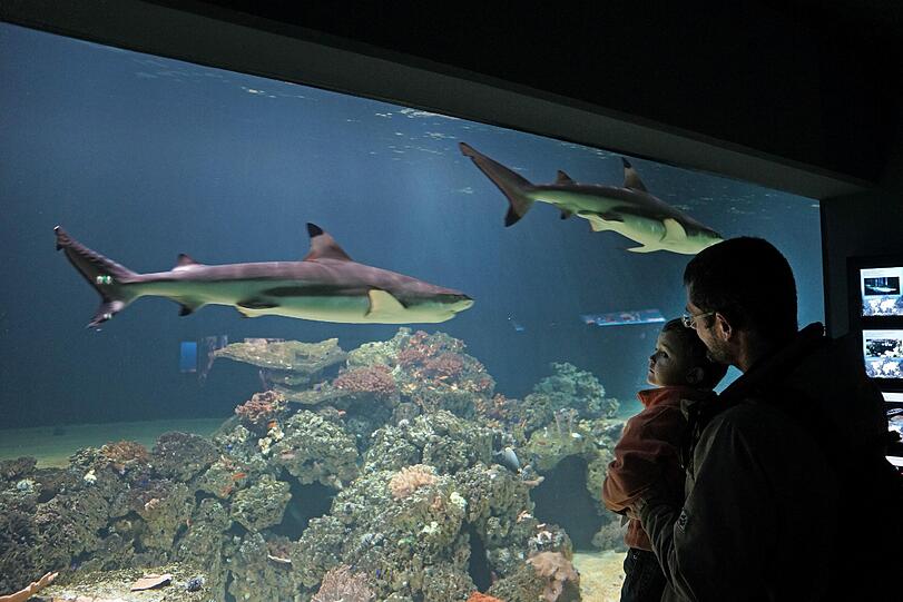 Die Haie Else und Kurt sind umgezogen und schwimmen jetzt in einer faszinierenden Unterwasserwelt im Tierpark Hellabrunn