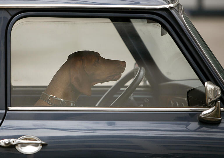 "Mit dem Wagen fährt nur unser Hund" ist dann doch zu absurd als Ausrede - also behauptet Mann einfach: "Mit dem Wagen fährt nur meine Frau." oder diese ganz verlegen: "Da habe ich keine Ahnung, mit dem Auto fährt nur mein Mann!"