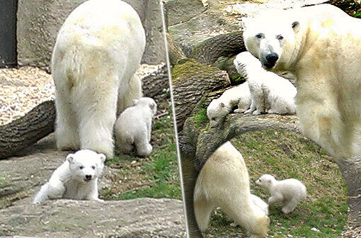 Am Nachmittag können dann endlich auch die Zoobesucher einen Blick auf das Eisbären-Pärchen werfen.