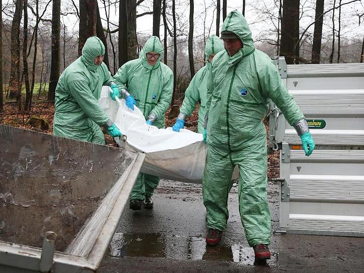 Notfallübung in Düsseldorf: Männer in Schutzanzügen tragen den Kadaver (Dummy) eines vielleicht an Schweinepest verendeten Wildschweins zu einem Container.