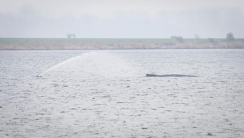 Der Wal liegt seit Tagen vor der Insel Poel. (Archivbild)