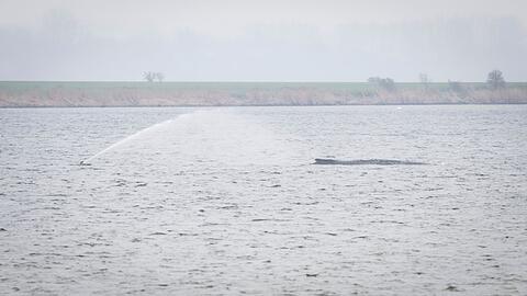 Der Wal liegt seit Tagen vor der Insel Poel. (Archivbild)