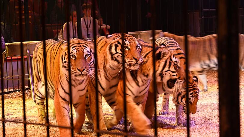 Der 26-jährige Italiener Bruno Togni führte elf Tiger in die Manege Der 26-jährige Italiener Bruno Togni führte elf Tiger in die Manege