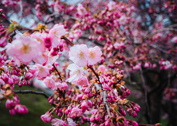 Die Kirschbl&uuml;te wird gerne fotografiert. Hier im Olympiapark.