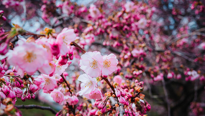 Die Kirschbl&uuml;te wird gerne fotografiert. Hier im Olympiapark.