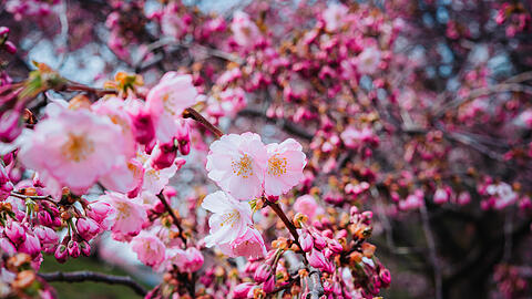 Die Kirschbl&uuml;te wird gerne fotografiert. Hier im Olympiapark.