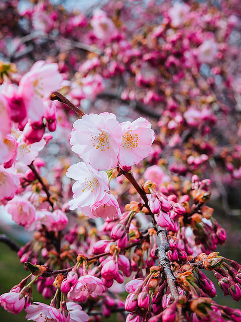 Die Kirschbl&uuml;te wird gerne fotografiert. Hier im Olympiapark.