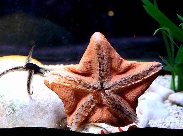 Echte Stars im Sea Life: Der Sonnenblumen-Seestern.