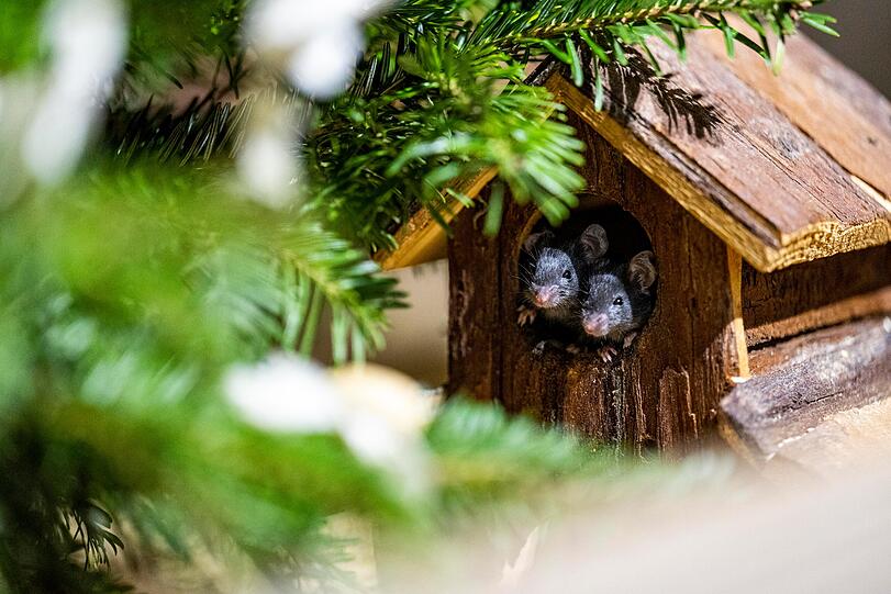 Auch im Maushaus gab es einen Weihnachtsbaum.