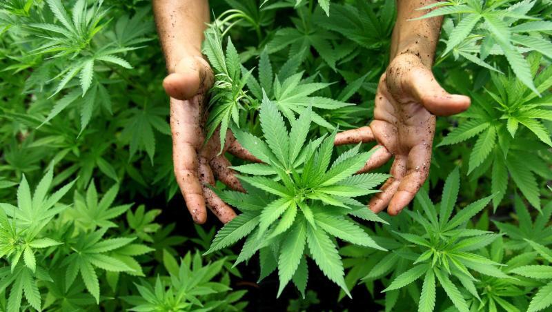 Cannabispflanzen auf einer - legalen - Plantage in Israel. Cannabispflanzen auf einer - legalen - Plantage in Israel.