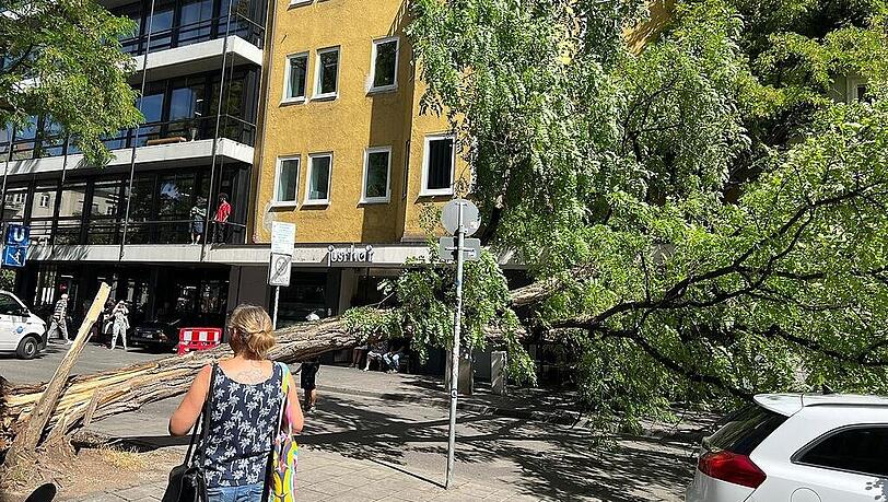 Die umgefallene Robinie in der Feiltzschstraße. Die umgefallene Robinie in der Feiltzschstraße.