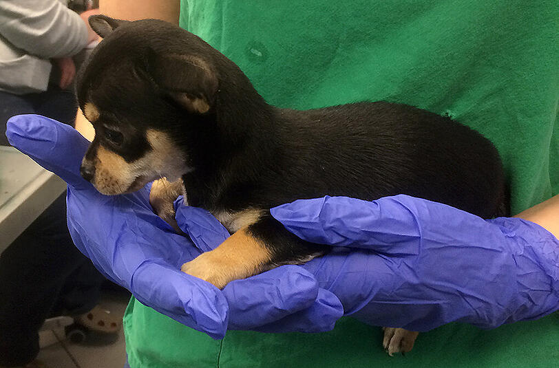 Große Erleichterung bei Tierschützern: Die Schmuggelwelpen dürfen in Bayern bleiben.