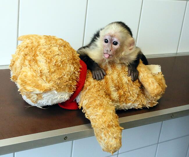 So süß: Der Affe "Mally" von Justin Bieber wartet im Tierheim