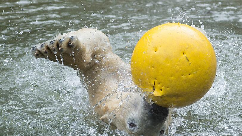 Nela beim spielen im Wasser. Nela beim spielen im Wasser.