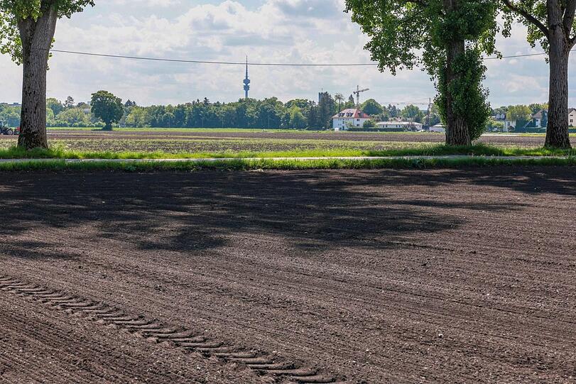 Auf diesem Feld hat Andreas Grünwald Quinoa ausgesät. In der Ferne ragt der Olympiaturm in den Himmel.