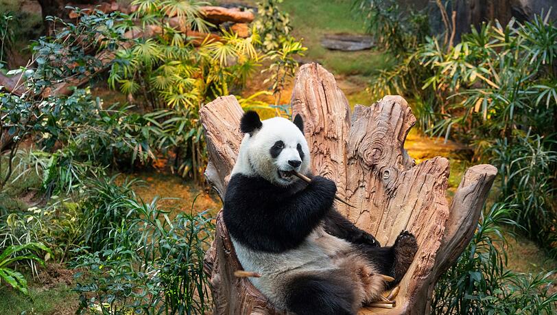 Riesenpandas sind eine Seltenheit. Bald k&ouml;nnten zwei in M&uuml;nchen zu sehen sein.