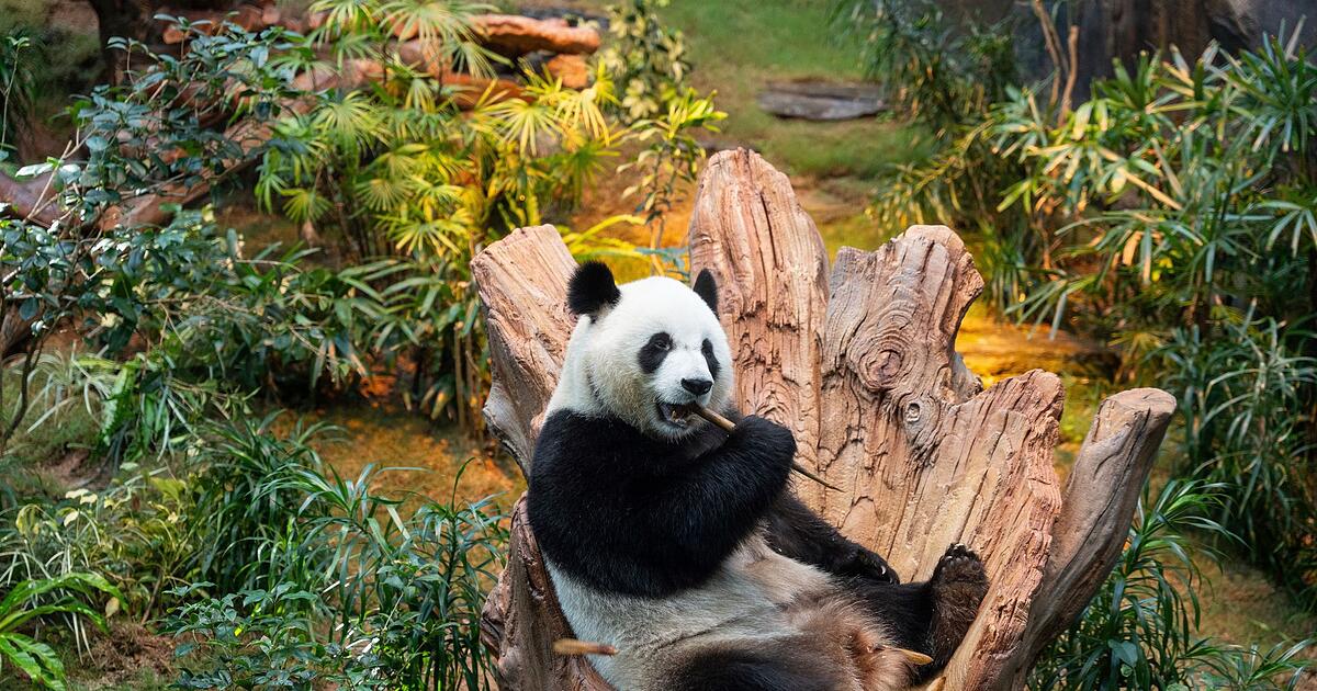 Pandas-f-r-den-M-nchner-Zoo-Tierpark-k-ndigt-Neubau-an