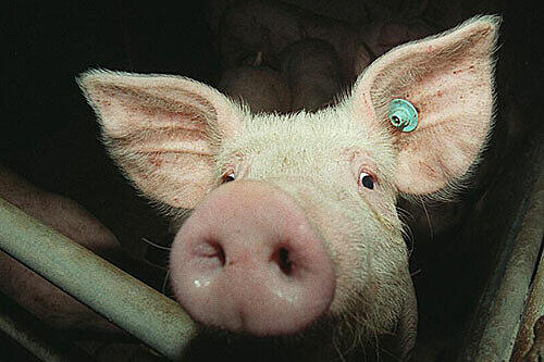 Oink! In Nordheim sollen bald 1000 Schweine gemästet werden &ndash; wenn das Gericht nicht anders entscheidet.