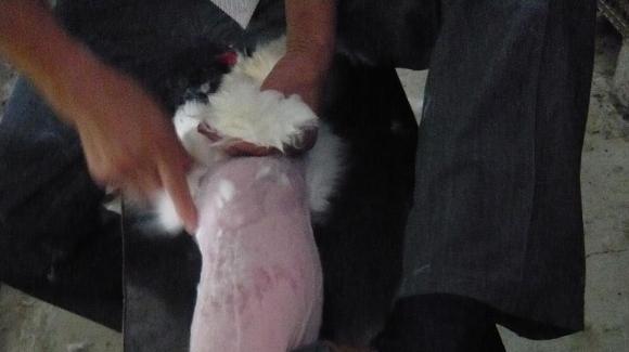...die Kaninchen brutal geschoren und verletzt werden. Die Tiere...
