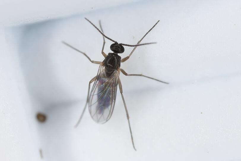 Trauerm&uuml;cken werden gerne mit Fruchtfliegen verwechselt.