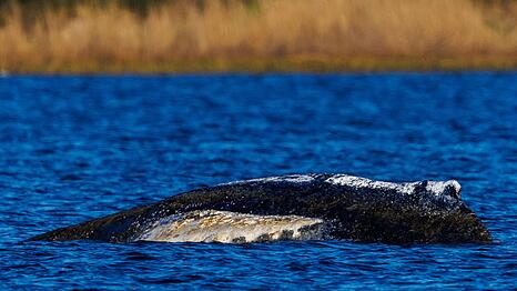 Die Wasserst&auml;nde in der Wismarer Bucht bleiben laut Vorhersage niedrig.