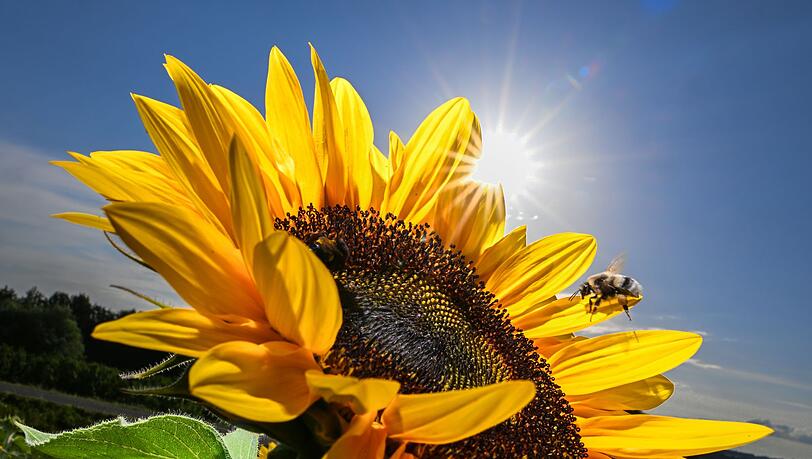 Sieben Jahre nach dem Ruf der Bayern nach mehr Artenschutz bei "Rettet die Bienen" zieht der Trägerkreis des Volksbegehrens ein durchwachsenes Fazit bei der Umsetzung. (Illustration) Sieben Jahre nach dem Ruf der Bayern nach mehr Artenschutz bei "Rettet die Bienen" zieht der Trägerkreis des Volksbegehrens ein durchwachsenes Fazit bei der Umsetzung. (Illustration)