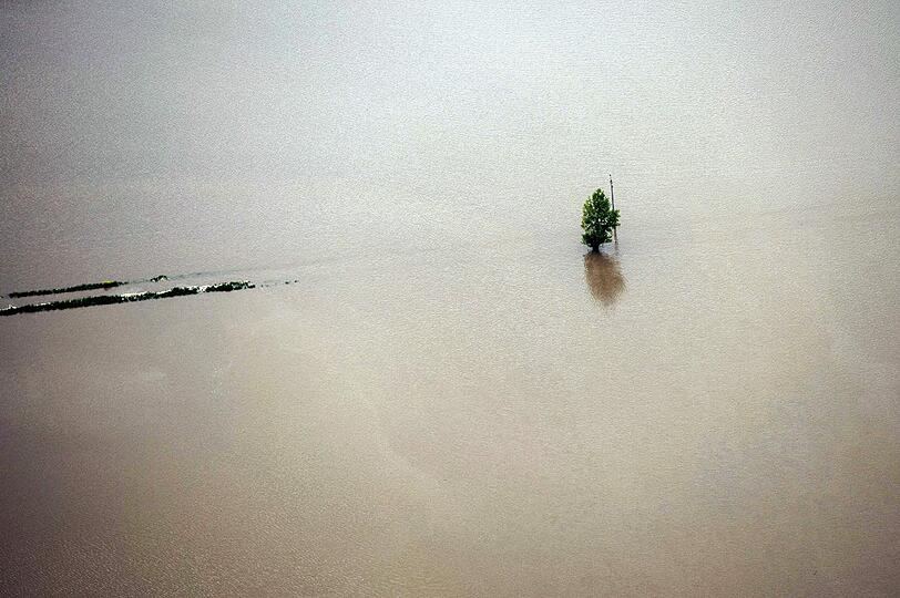 Land unter &ndash; ein Baum ist das einzige, was in den Fluten bei Jena noch zu erkennen ist.