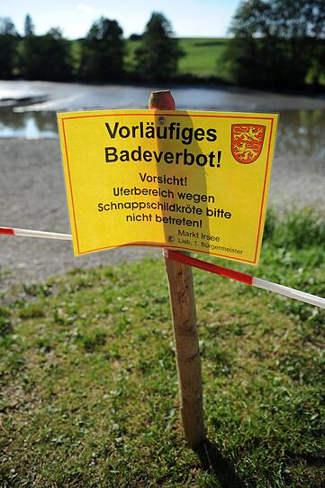 Bilder vom Badesee: Wo ist die Alligator-Schildkröte vom Oggenrieder Weiher?