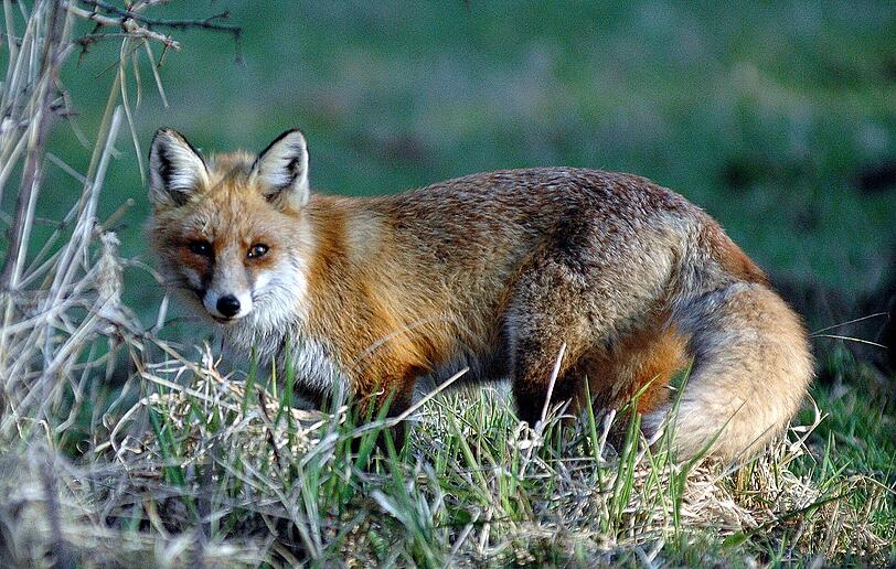 Dichtes Fell, wache Augen: Dieser Fuchs ist gesund.