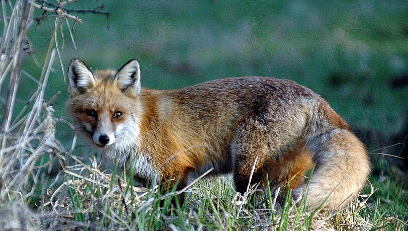 Dichtes Fell, wache Augen: Dieser Fuchs ist gesund. Dichtes Fell, wache Augen: Dieser Fuchs ist gesund.