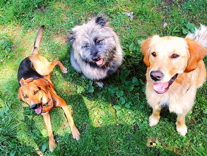 Lenny (Griechischer Jagdhund), Luna (Niemandsländer) und Buddy (Golden Retriever)