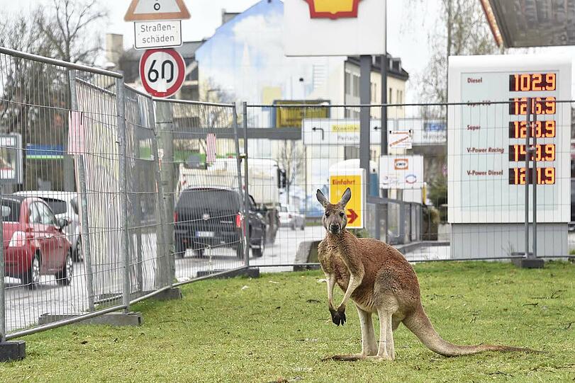 Ramersdorfer Känguru beobachtet den Verkehr.