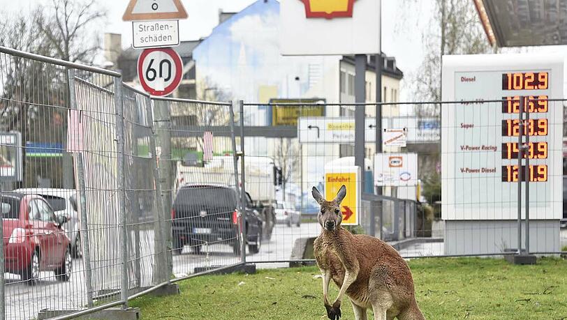 Ramersdorfer Känguru beobachtet den Verkehr. Ramersdorfer Känguru beobachtet den Verkehr.