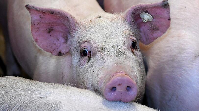 Eine Grundschule in England will die hauseigenen Schweine der Schüler schlachten. (Symbolbild)
