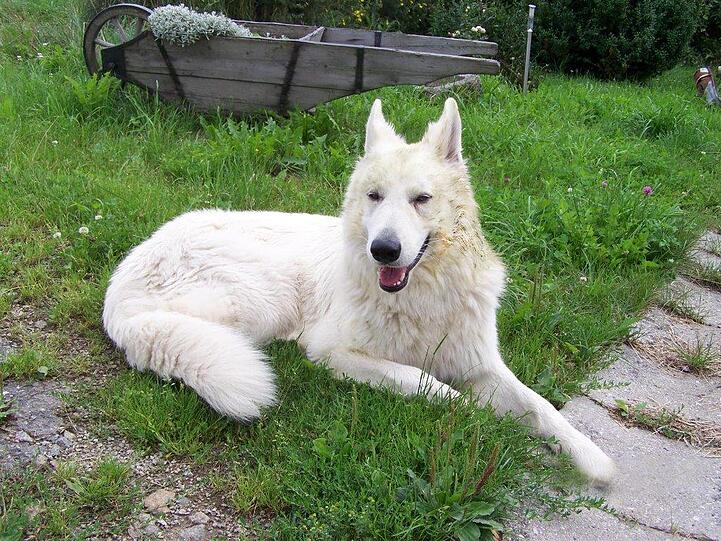 Schäferhund &bdquo;Antaris&ldquo; lebt mit seinem Frauchen auf einem Bauernhof in Aicha Vorm Wald.