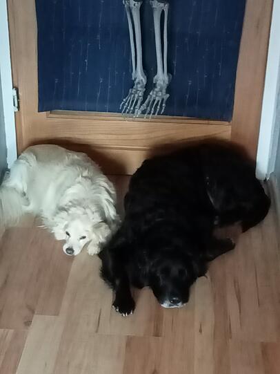Lucy und Napod