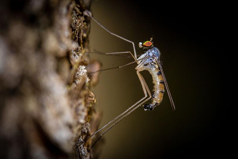Besonders gefährlich sind Stechmücken, weil sie als Überträger tödlicher Krankheiten wie etwa Malaria, Zika-Virus oder Dengue-Fieber gelten. Ohne Behandlung nach dem Stich sterben rund 430.000 Menschen pro Jahr an der tropisch-subtropischen Krankheit Malaria - und es werden auf lange Sicht gesehen mehr. Aufgrund der Erderwärmung breiten sich die Stechmücken nämlich immer weiter aus. Besonders gefährlich sind Stechmücken, weil sie als Überträger tödlicher Krankheiten wie etwa Malaria, Zika-Virus oder Dengue-Fieber gelten. Ohne Behandlung nach dem Stich sterben rund 430.000 Menschen pro Jahr an der tropisch-subtropischen Krankheit Malaria - und es werden auf lange Sicht gesehen mehr. Aufgrund der Erderwärmung breiten sich die Stechmücken nämlich immer weiter aus.