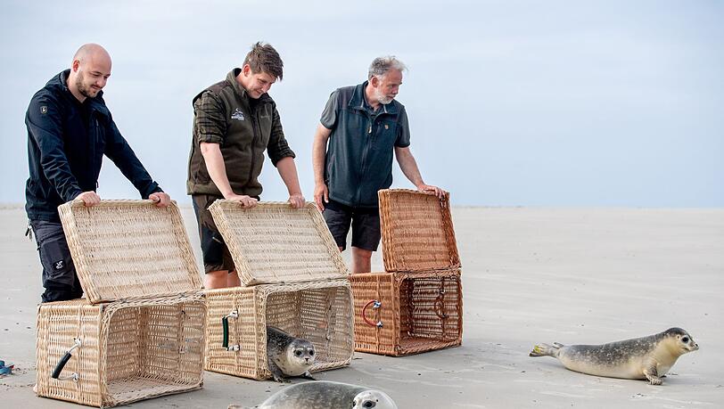 Der Moment der Freiheit ist für die jungen Seehunde da, als die Tierpfleger die Transportkörbe öffnen.